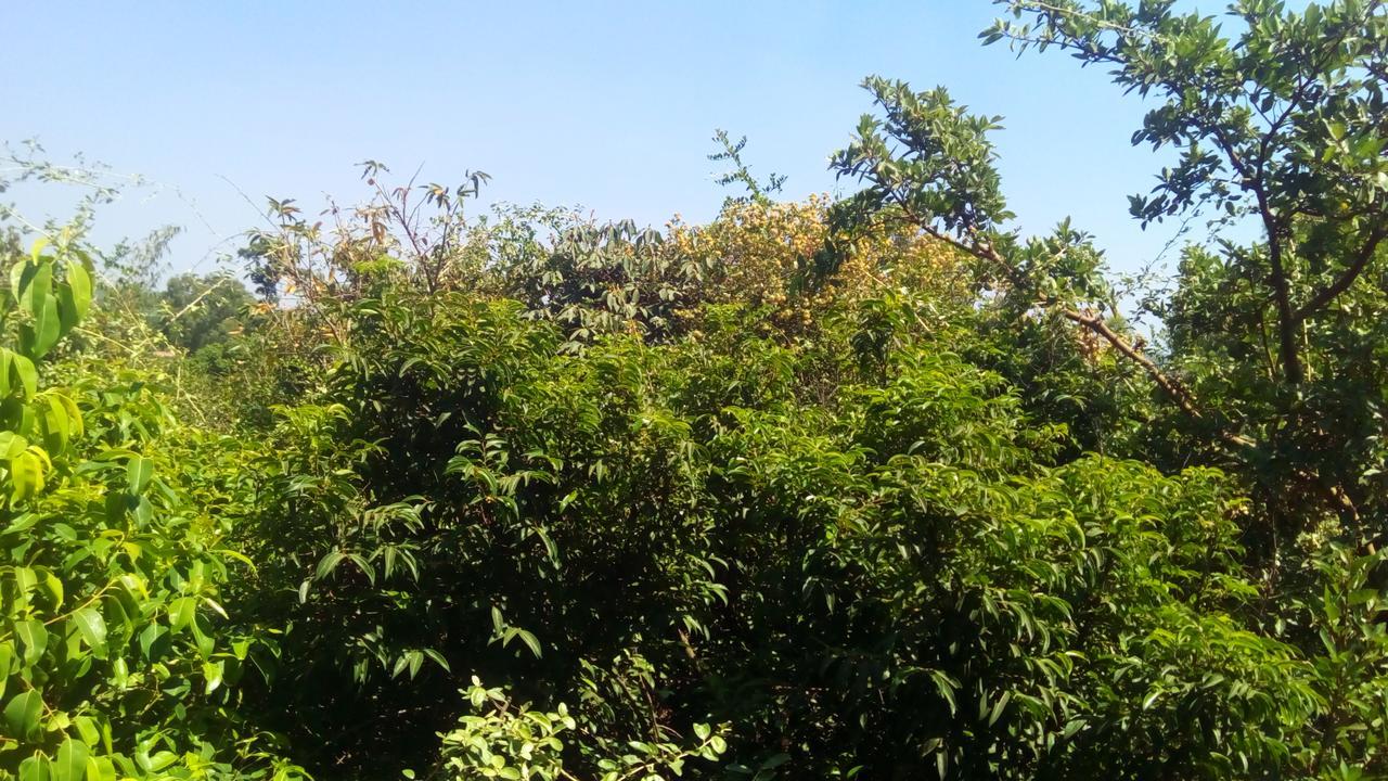 Hotel Tree Top มหาบาเลชวาร์ ภายนอก รูปภาพ